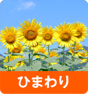ひまわり
