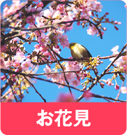 お花見